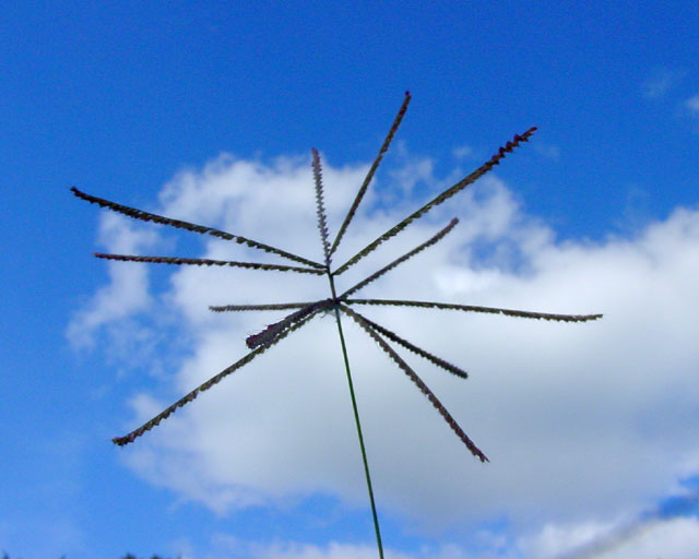 Chloris verticillata (Tumble windmill grass) #16914