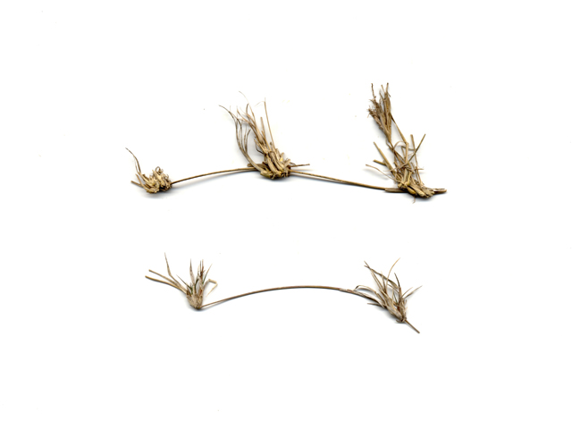 Bouteloua dactyloides (Buffalograss) #28041