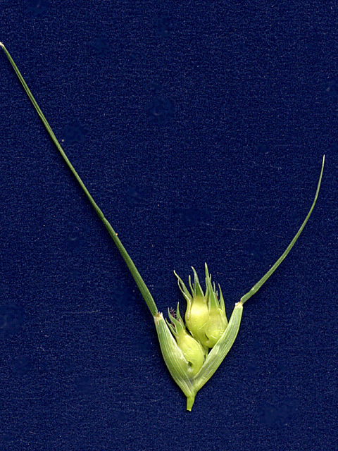 Bouteloua dactyloides (Buffalograss) #28042
