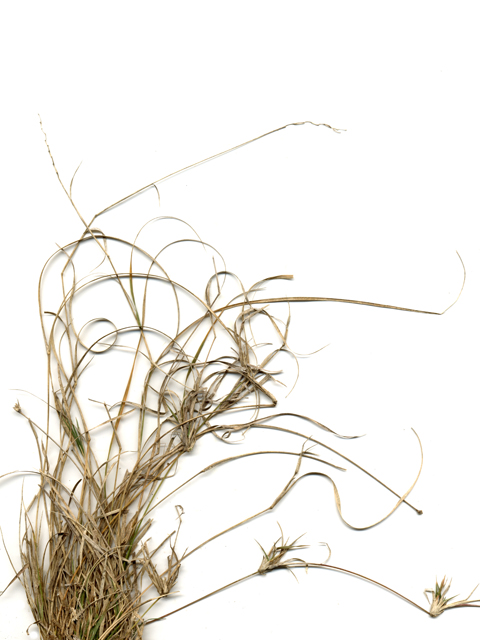 Hilaria belangeri (Curly mesquite grass) #28058