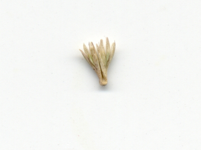 Hilaria belangeri (Curly mesquite grass) #28060