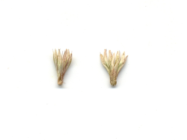 Hilaria belangeri (Curly mesquite grass) #28061