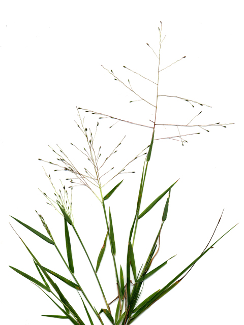 Digitaria cognata (Carolina crabgrass) #28064