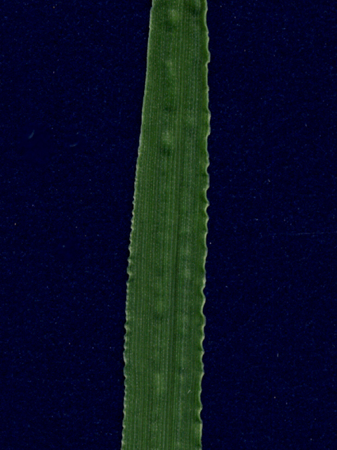 Digitaria cognata (Carolina crabgrass) #28066