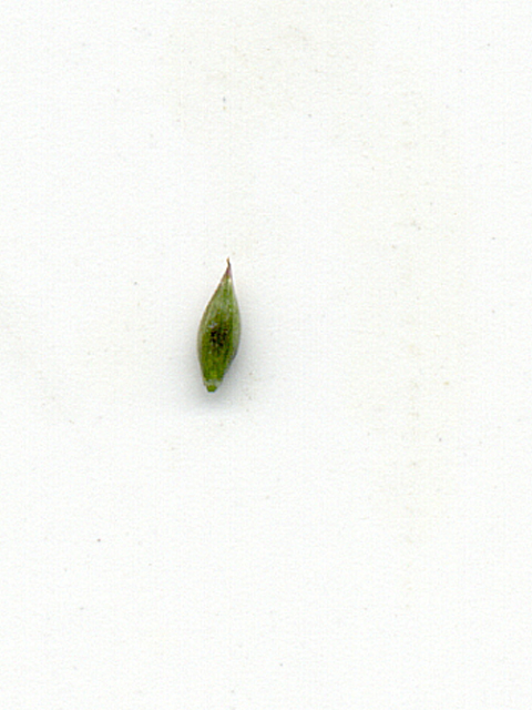 Digitaria cognata (Carolina crabgrass) #28067