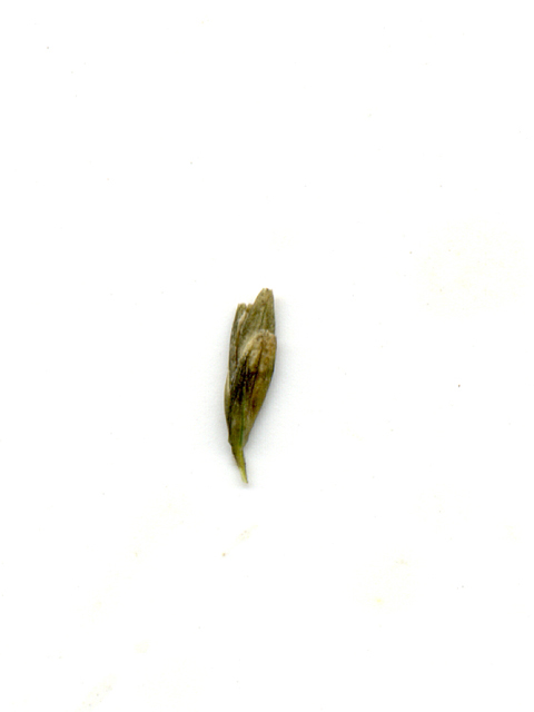 Leptochloa dubia (Green sprangletop) #28070