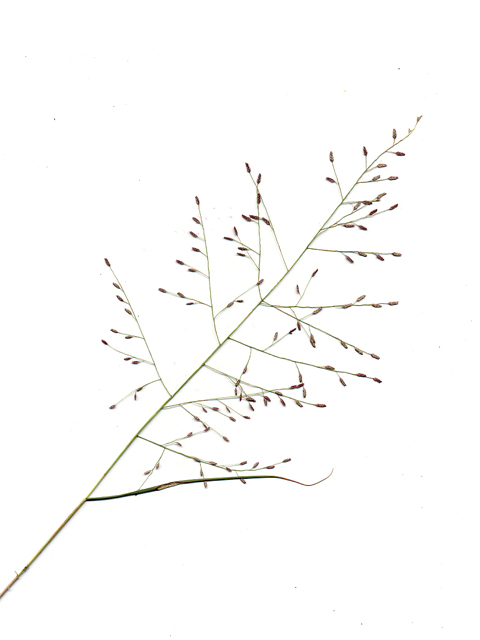 Eragrostis curtipedicellata (Gummy lovegrass) #28075