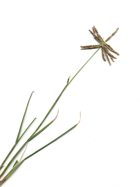 Chloris cucullata (Hooded windmill grass) #28090