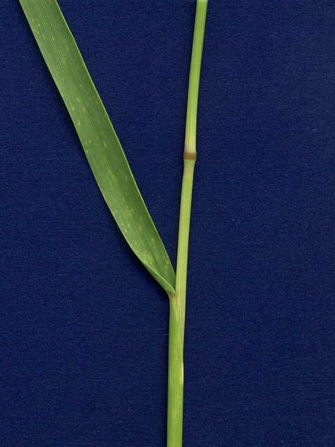 Hordeum pusillum (Little barley) #28100