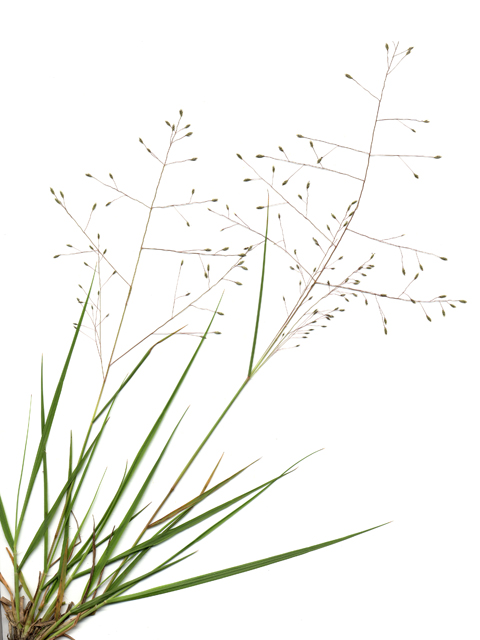 Eragrostis intermedia (Plains lovegrass) #28105