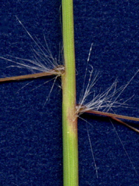 Eragrostis intermedia (Plains lovegrass) #28107