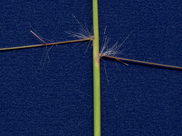 Eragrostis intermedia (Plains lovegrass) #28108