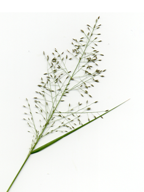 Eragrostis intermedia (Plains lovegrass) #28109