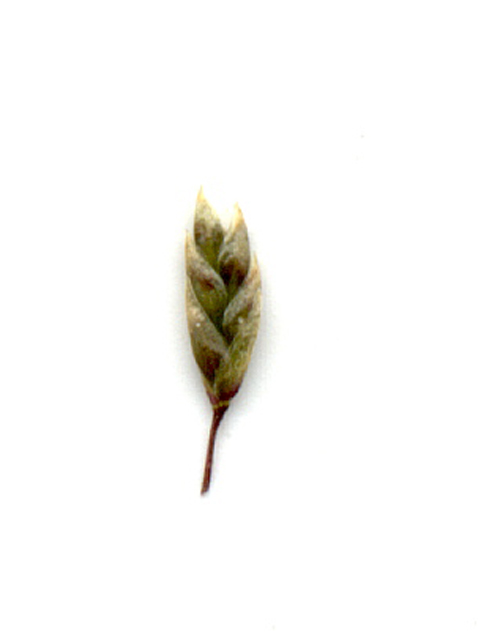 Eragrostis intermedia (Plains lovegrass) #28110
