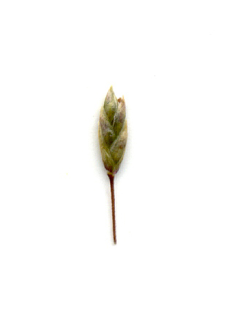 Eragrostis intermedia (Plains lovegrass) #28111