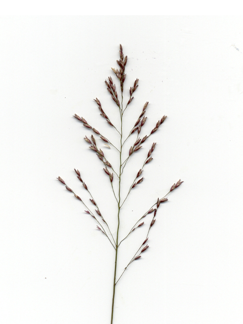 Tridens flavus (Purpletop tridens) #28124
