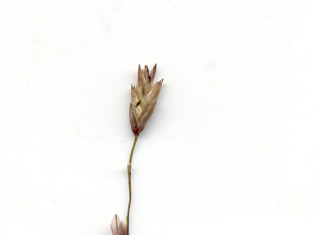 Tridens flavus (Purpletop tridens) #28125