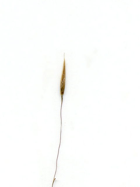 Muhlenbergia reverchonii (Seep muhly) #28131