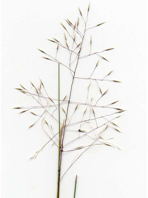 Muhlenbergia reverchonii (Seep muhly) #28132