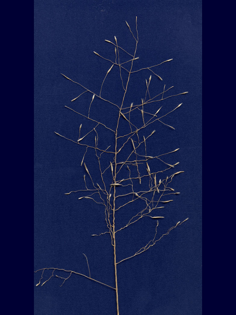 Muhlenbergia reverchonii (Seep muhly) #28133