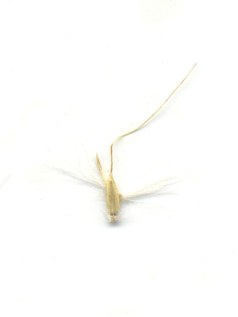 Bothriochloa laguroides ssp. torreyana (Silver beard grass) #28142