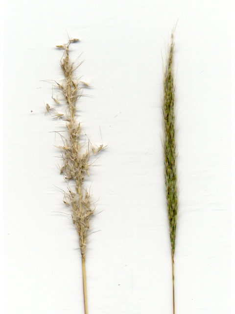 Bothriochloa laguroides ssp. torreyana (Silver beard grass) #28143