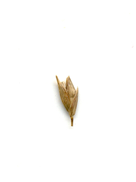 Panicum virgatum (Switchgrass) #28151
