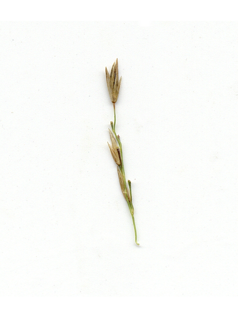 Sporobolus compositus (Tall dropseed) #28155