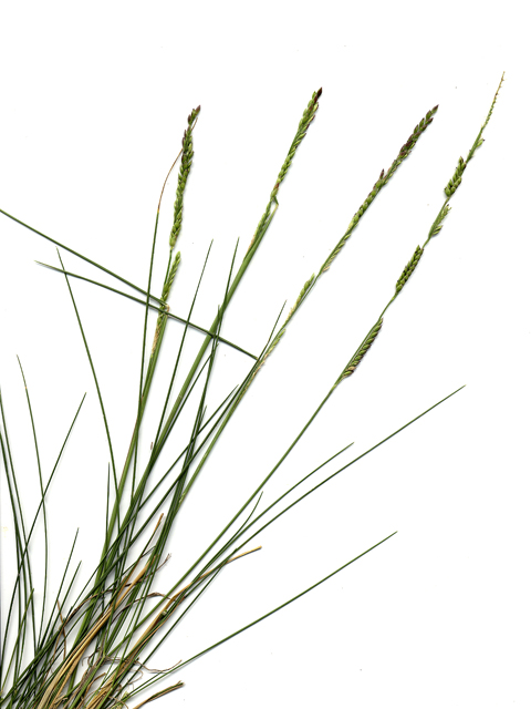 Eriochloa sericea (Texas cupgrass) #28156