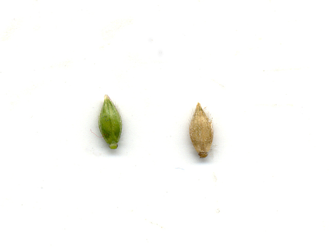 Eriochloa sericea (Texas cupgrass) #28157