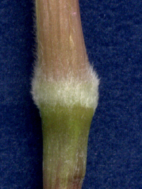 Eriochloa sericea (Texas cupgrass) #28158