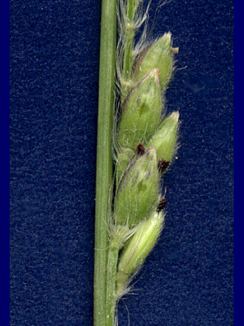 Eriochloa sericea (Texas cupgrass) #28159