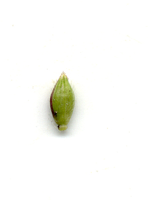 Eriochloa sericea (Texas cupgrass) #28160