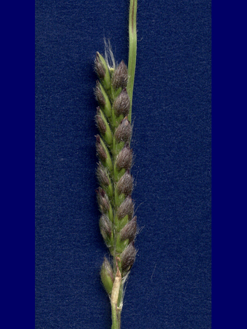 Eriochloa sericea (Texas cupgrass) #28161