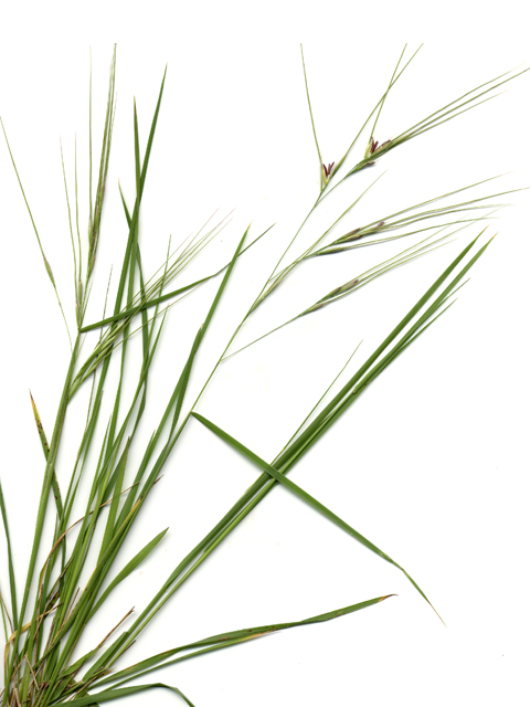 Nassella leucotricha (Texas wintergrass) #28164
