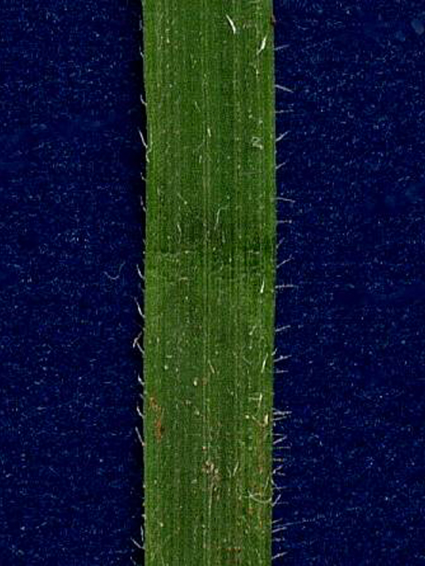 Nassella leucotricha (Texas wintergrass) #28166