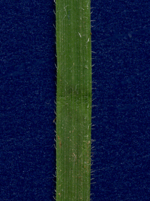 Nassella leucotricha (Texas wintergrass) #28167