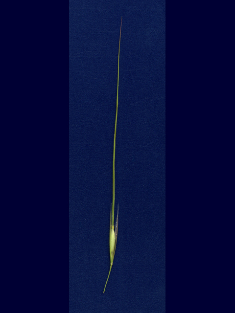 Nassella leucotricha (Texas wintergrass) #28171