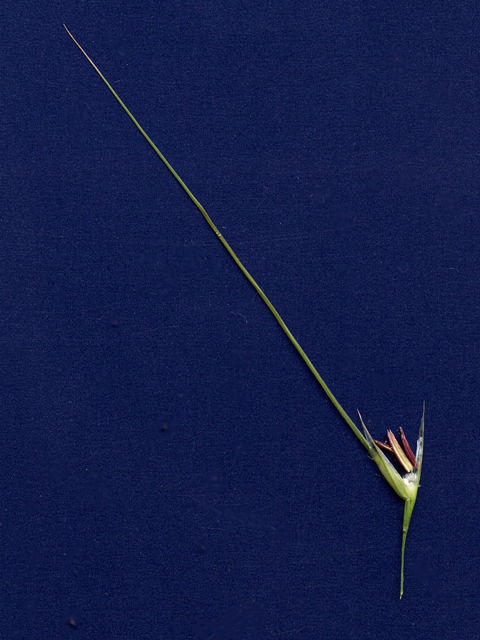 Nassella leucotricha (Texas wintergrass) #28172