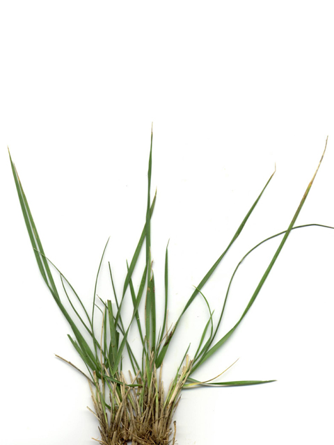 Nassella leucotricha (Texas wintergrass) #28173
