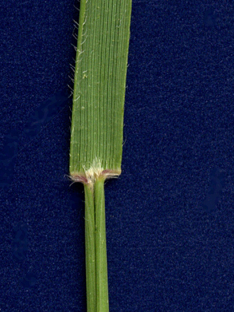 Nassella leucotricha (Texas wintergrass) #28174