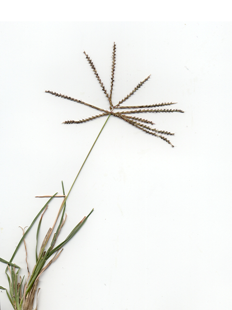 Chloris verticillata (Tumble windmill grass) #28180