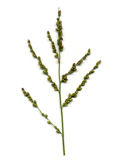 Urochloa fusca (Browntop signalgrass) #90070