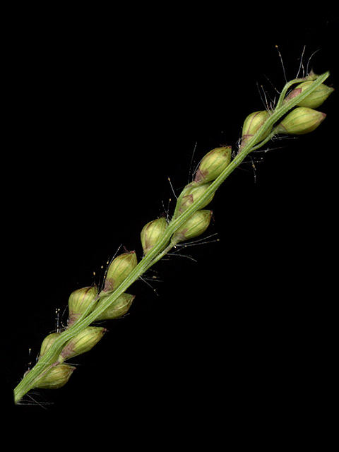 Urochloa fusca (Browntop signalgrass) #90072