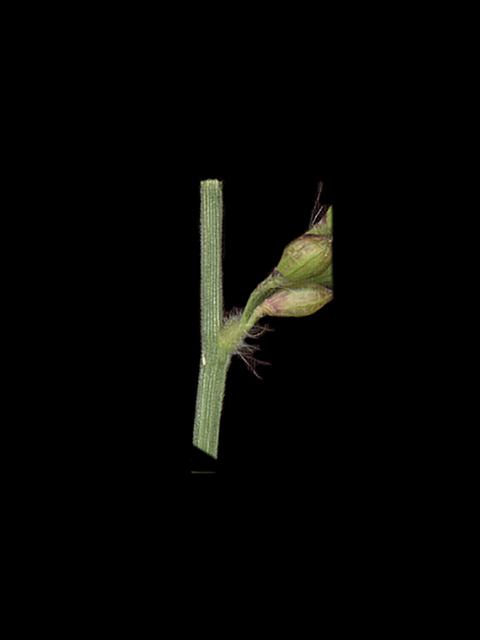 Urochloa fusca (Browntop signalgrass) #90077