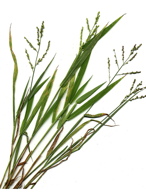 Urochloa fusca (Browntop signalgrass) #90078