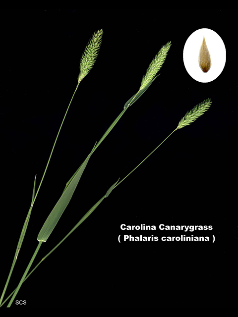 Phalaris caroliniana (Carolina canarygrass) #90084