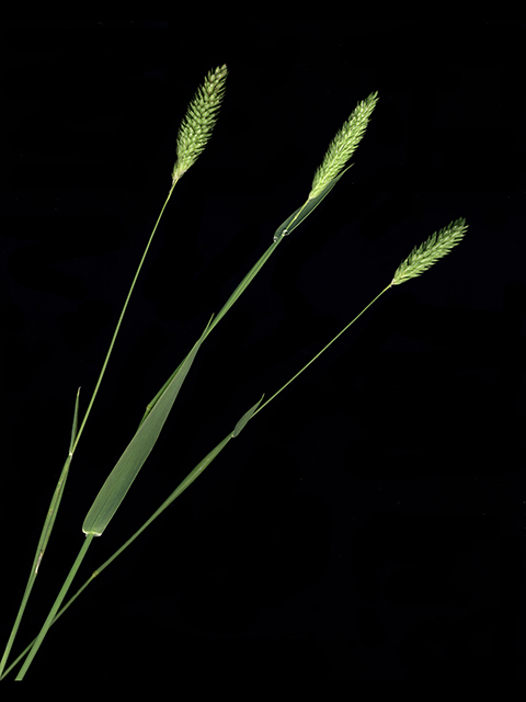 Phalaris caroliniana (Carolina canarygrass) #90085