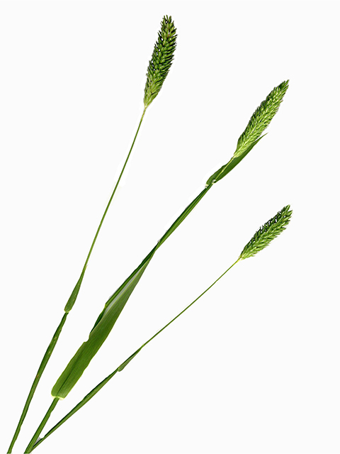 Phalaris caroliniana (Carolina canarygrass) #90086