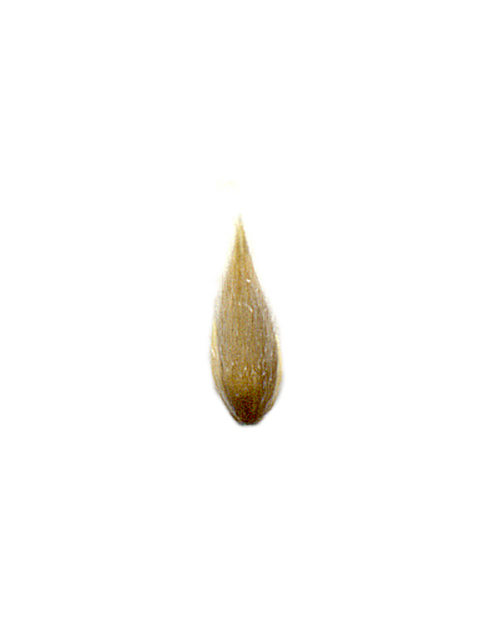 Phalaris caroliniana (Carolina canarygrass) #90089